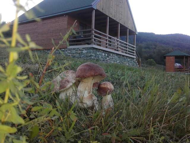 Загородные дома Country House Eco village Ćorić Мойковац-46